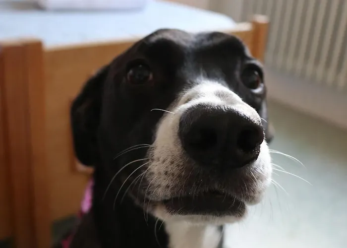 ForesteriaBed and Breakfast